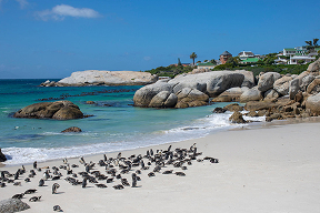 Boulders Beach